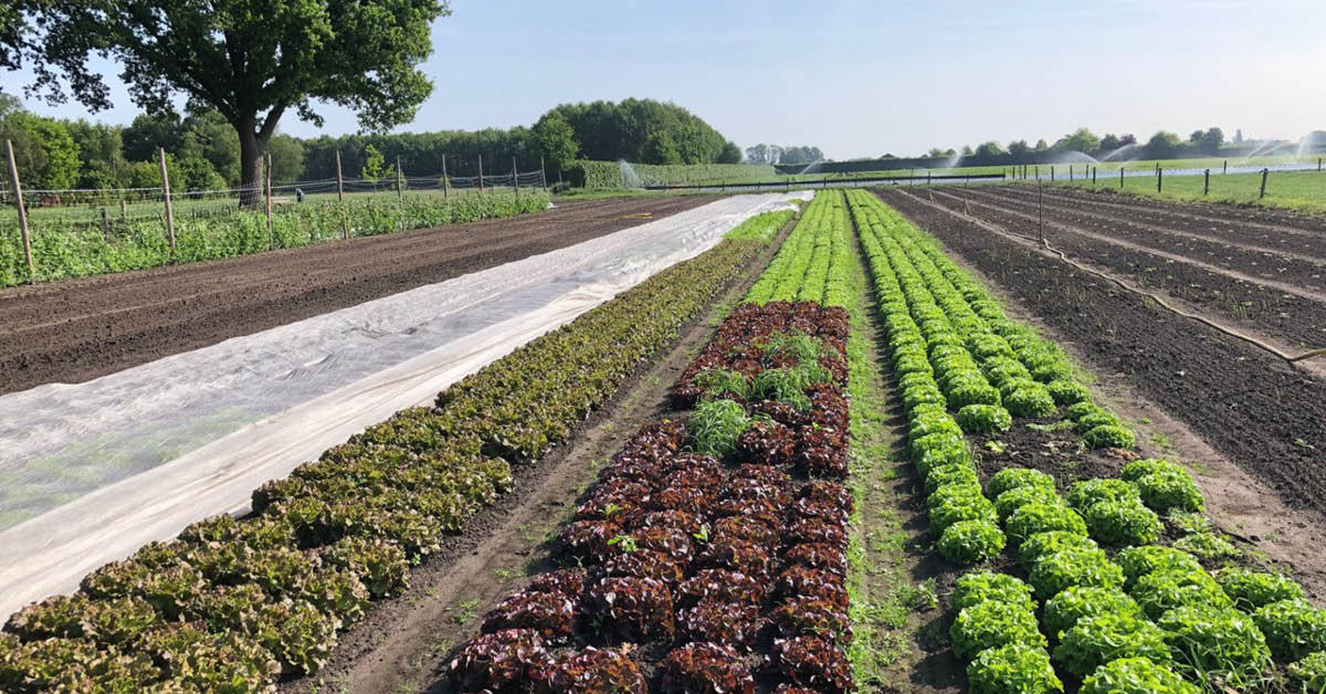 Webinar: Digitaal bedrijfsbezoek Tuinderij de Es