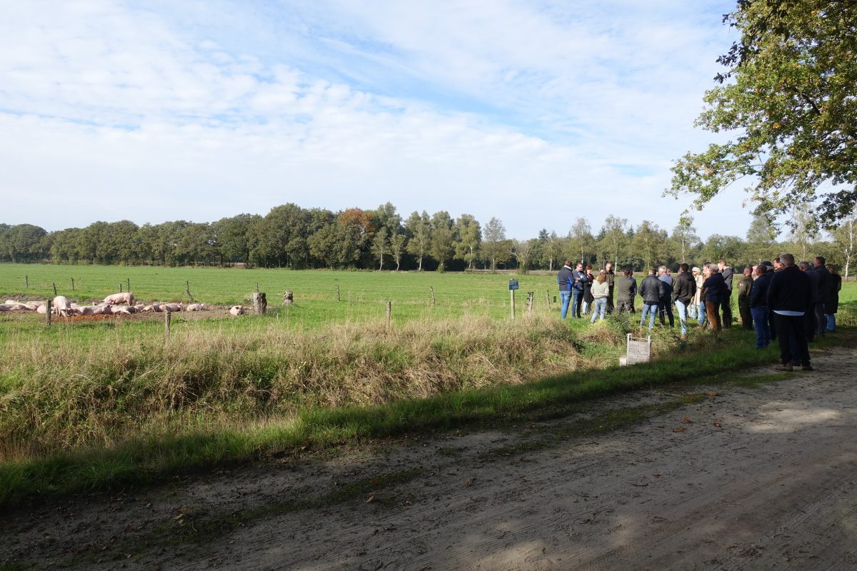 Inzet varkens voor natuurbeheer en meer samenwerking