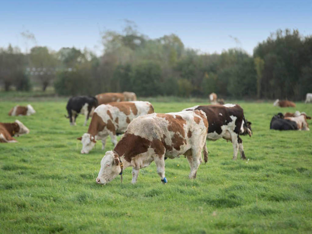 Bedrijfsbezoek: Ruime weidegang in natuurinclusieve bedrijfsvoering