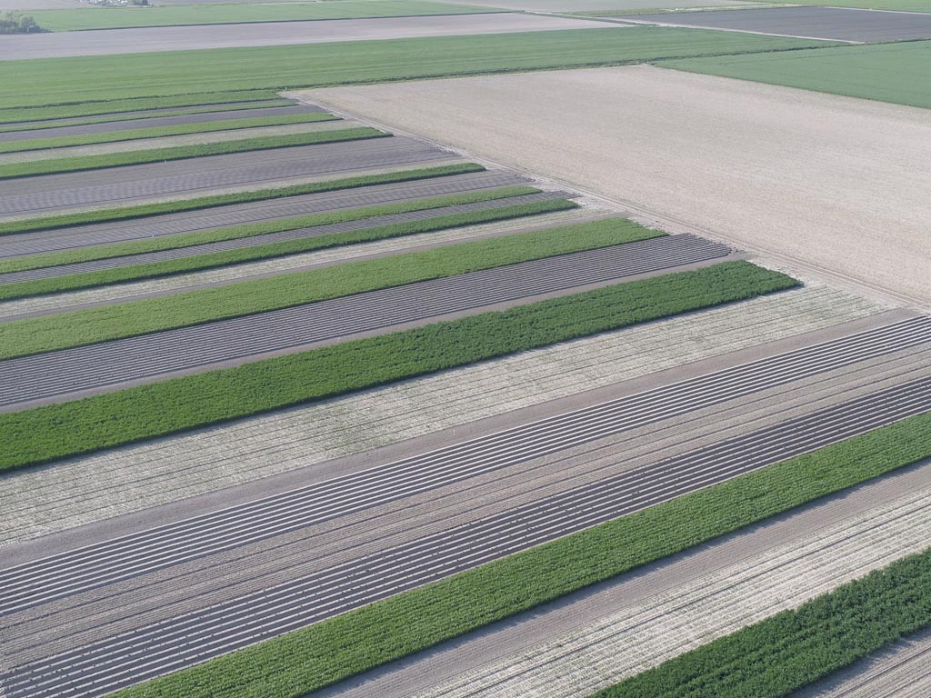 27 juni: Bedrijfsbezoek - Strokenteelt, wat levert het op?
